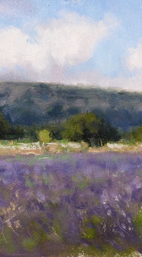 Lavender Fields Chemin des Ateliers by Pascal Giroud