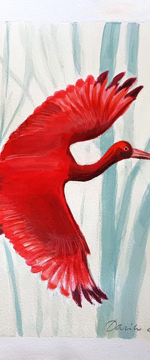 Scarlet Ibis flying by Daria Startseva