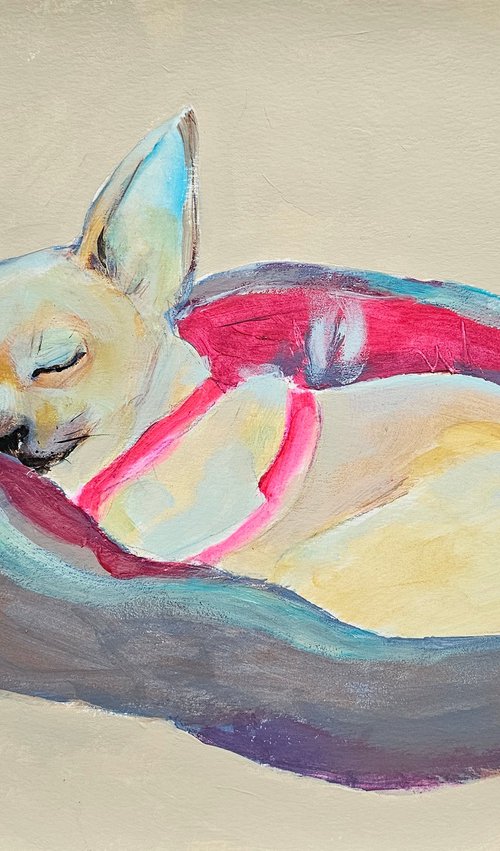 A sleeping chihuahua by Ksenia June