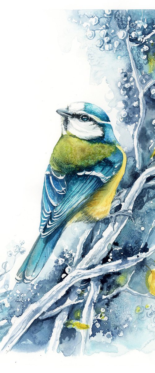 Blue tit by Karolina Kijak