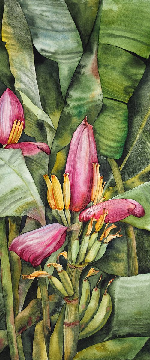 Banana flower by Delnara El