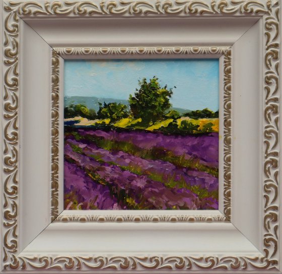 Lavender Farm