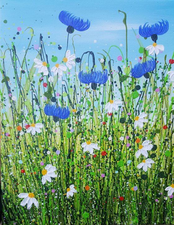 Cornflower & Daisy Meadows