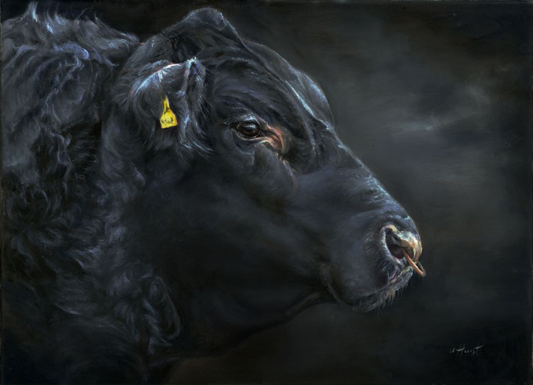 Aberdeen Angus Bull Oil Painting By Una Hurst Artfinder