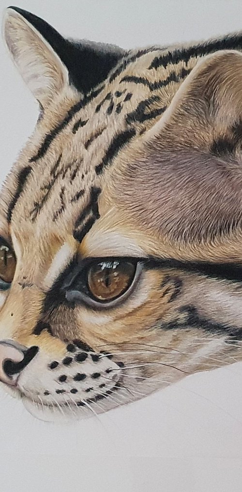"Margay Portrait" Tree Ocelot - Original Colored Pencil drawing by Silvia Frei