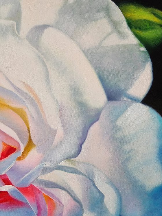 " Temptation." rose 2022