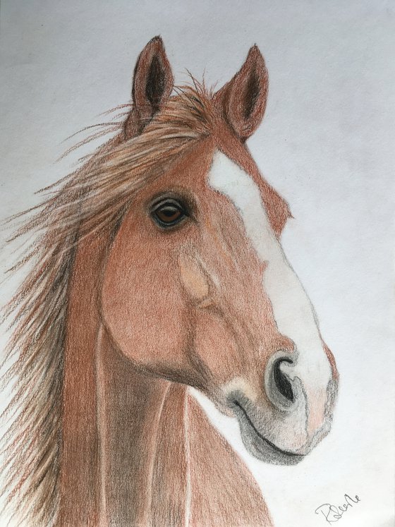 Horse