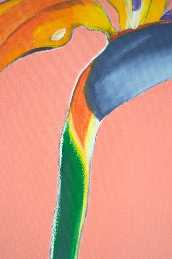 Bird of Paradise