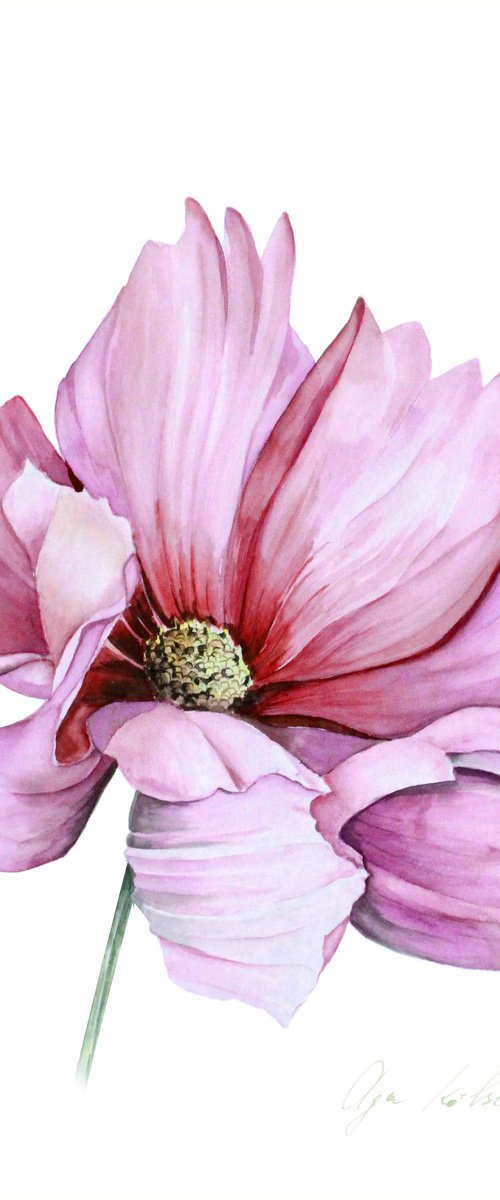 Pink Cosmos Flower by Olga Koelsch