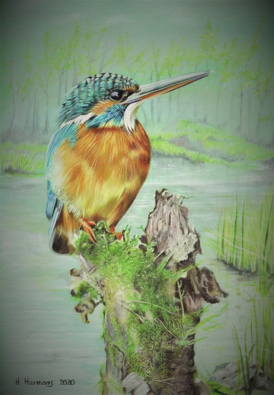 Kingfisher 2