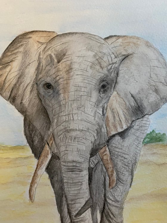 Elephant