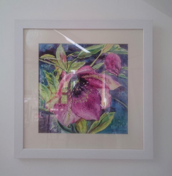 Hellebore Flower (framed)