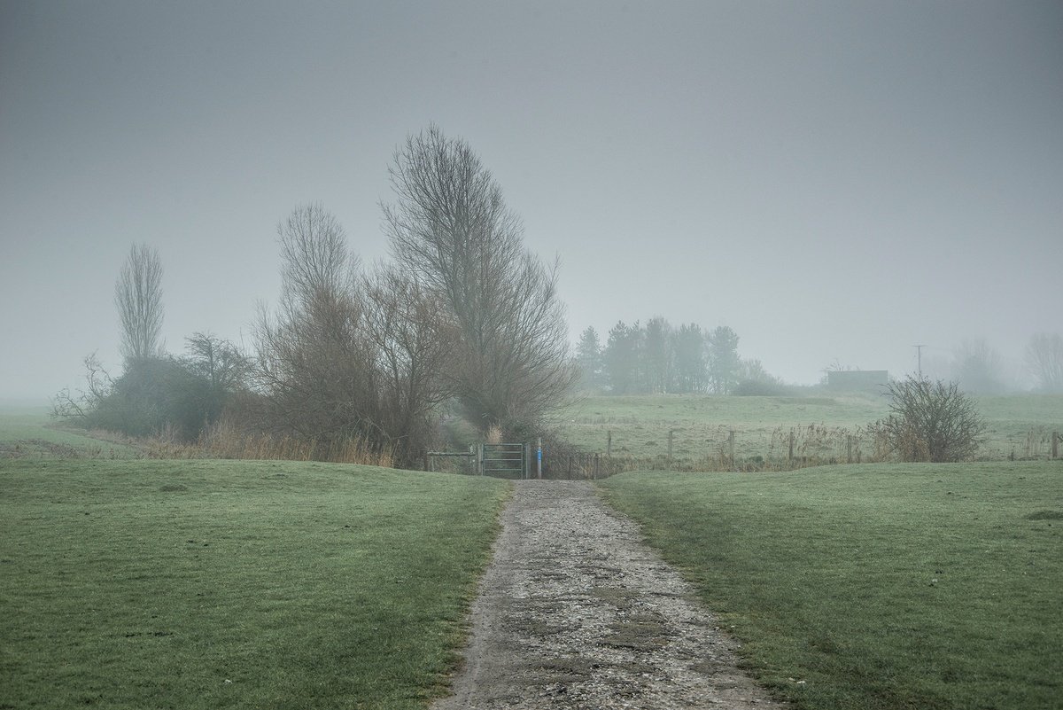 Sheep Field by Adam Regan