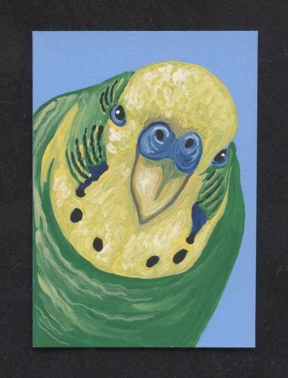 ACEO ATC Original Miniature Painting Green Budgie Parakeet Parrot Pet Bird Art-Carla Smale