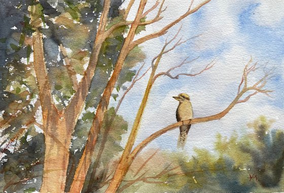 Morning kookaburra