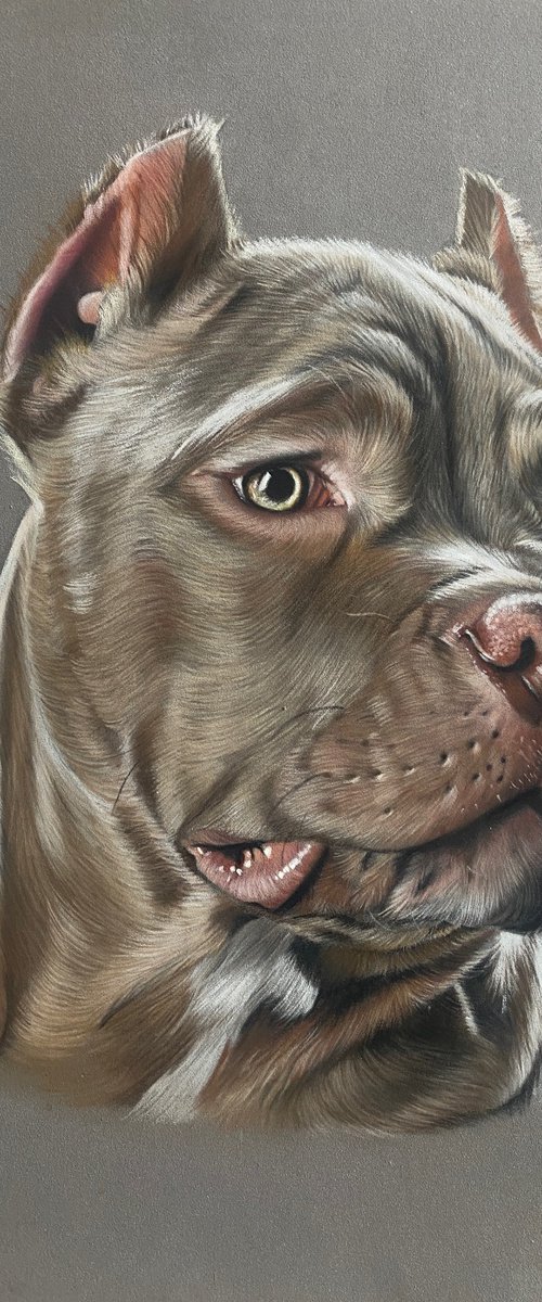 American Bully Dog by Clare Parkes