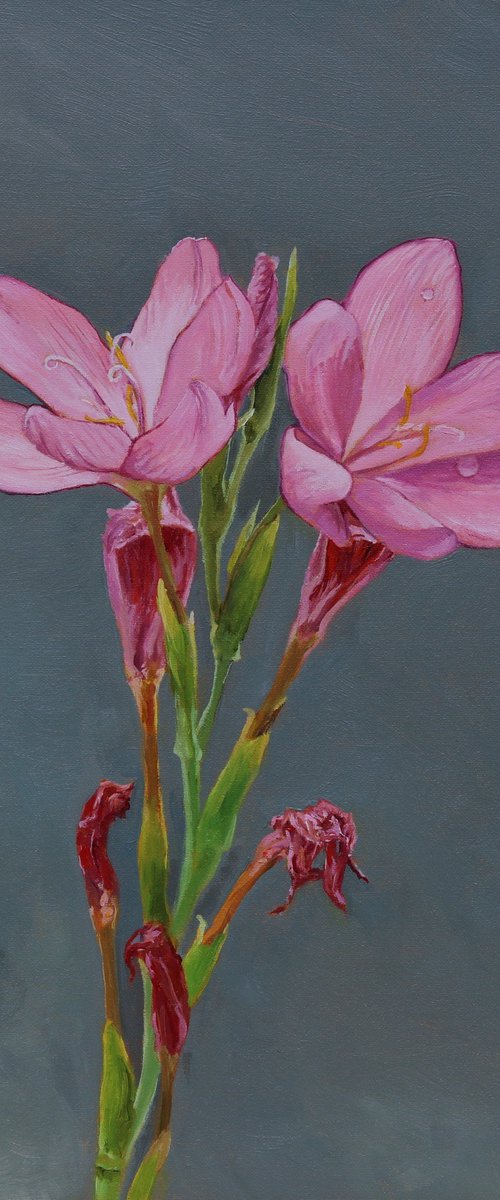 Pink River Lily by Tom Clay