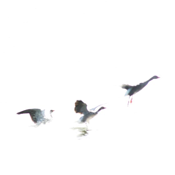 Geese in flight,