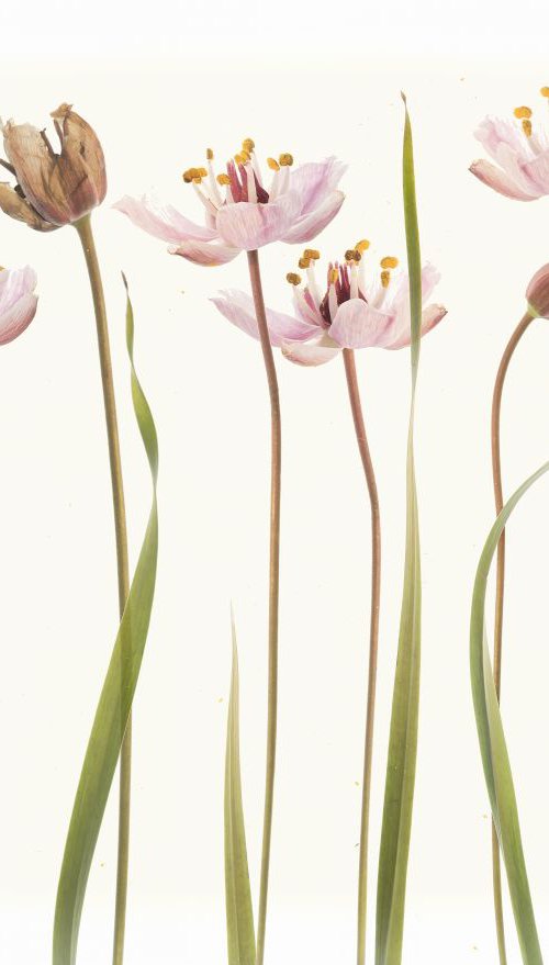 Flowering Rush by Fionna Bottema