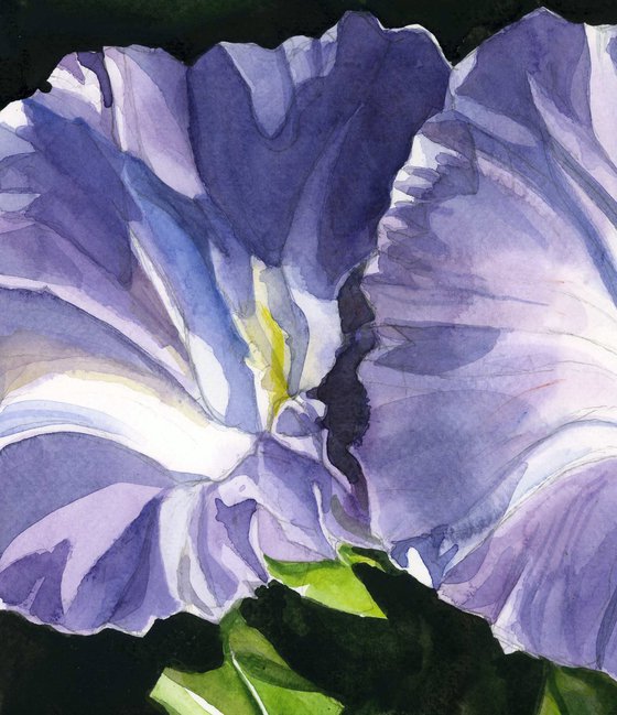 double morning glory watercolor