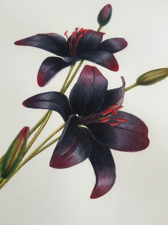 Black lillies