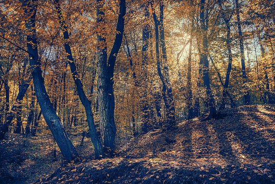 Through the yellow leaves.