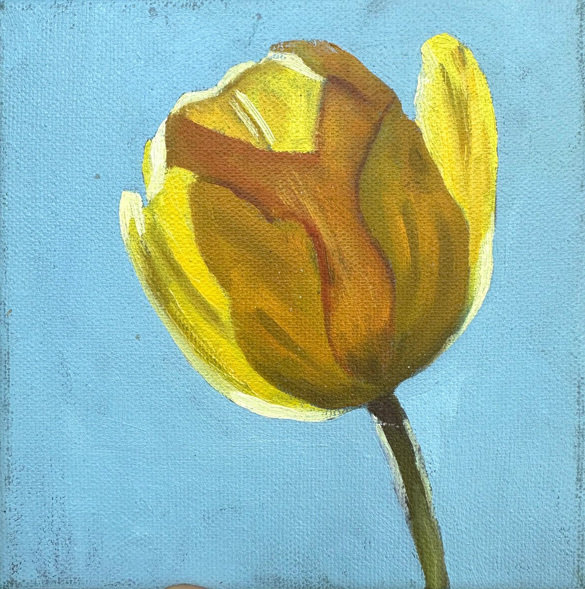 Yellow tulip by Anna Bogushevskaya