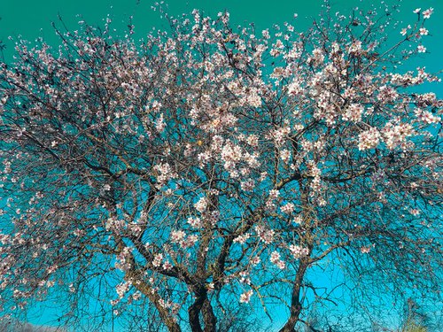 The Almond Tree (Framed) by Viet Ha Tran