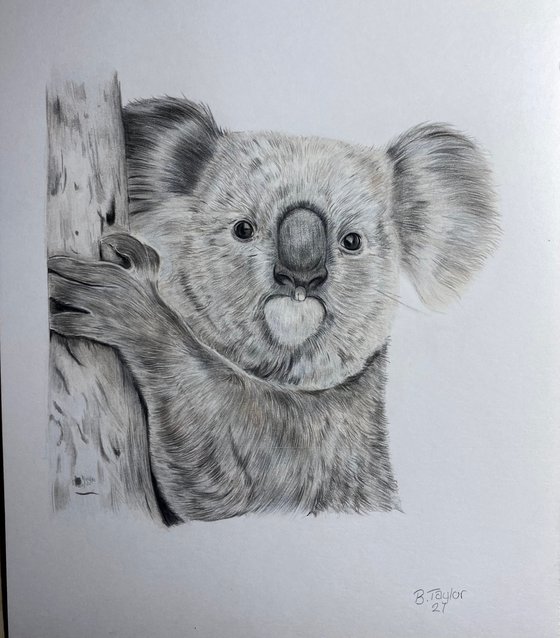 Baby Koala Pencil Drawing Print Wildlife Art Artwork Signed by