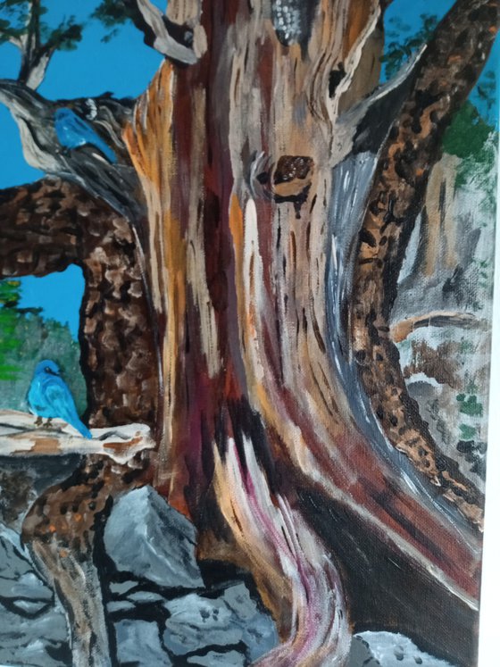 The Bristlecone Pine