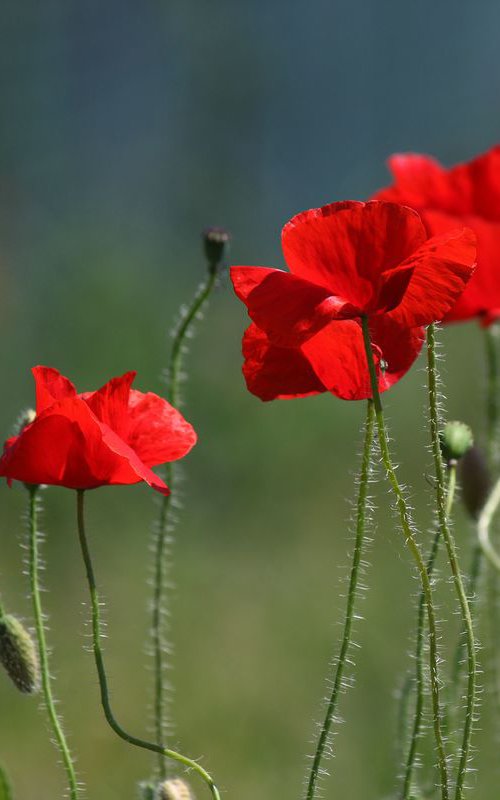 Poppies II by Sonja  Čvorović