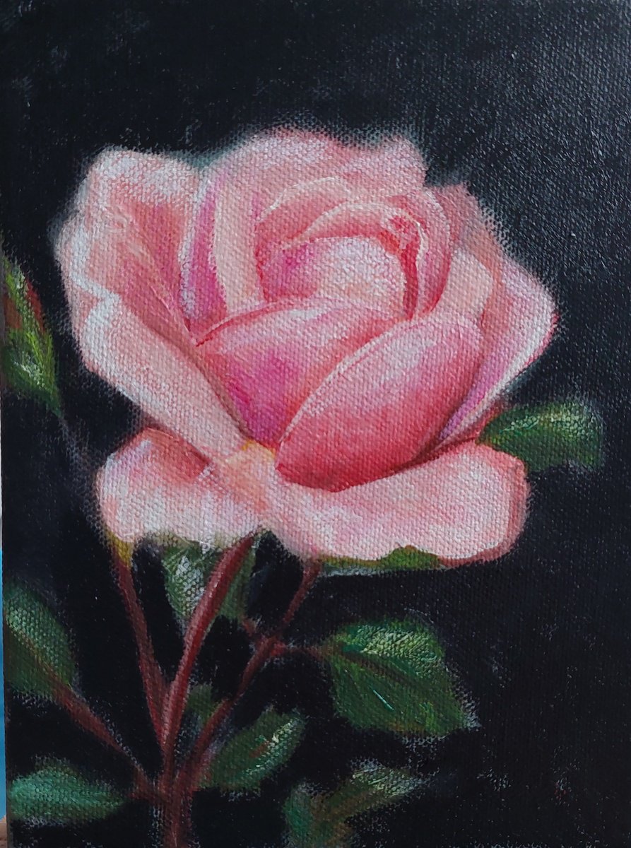 Pink Rose by Ira Whittaker