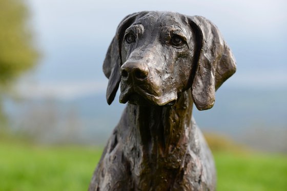Pointing Weimaraner FB
