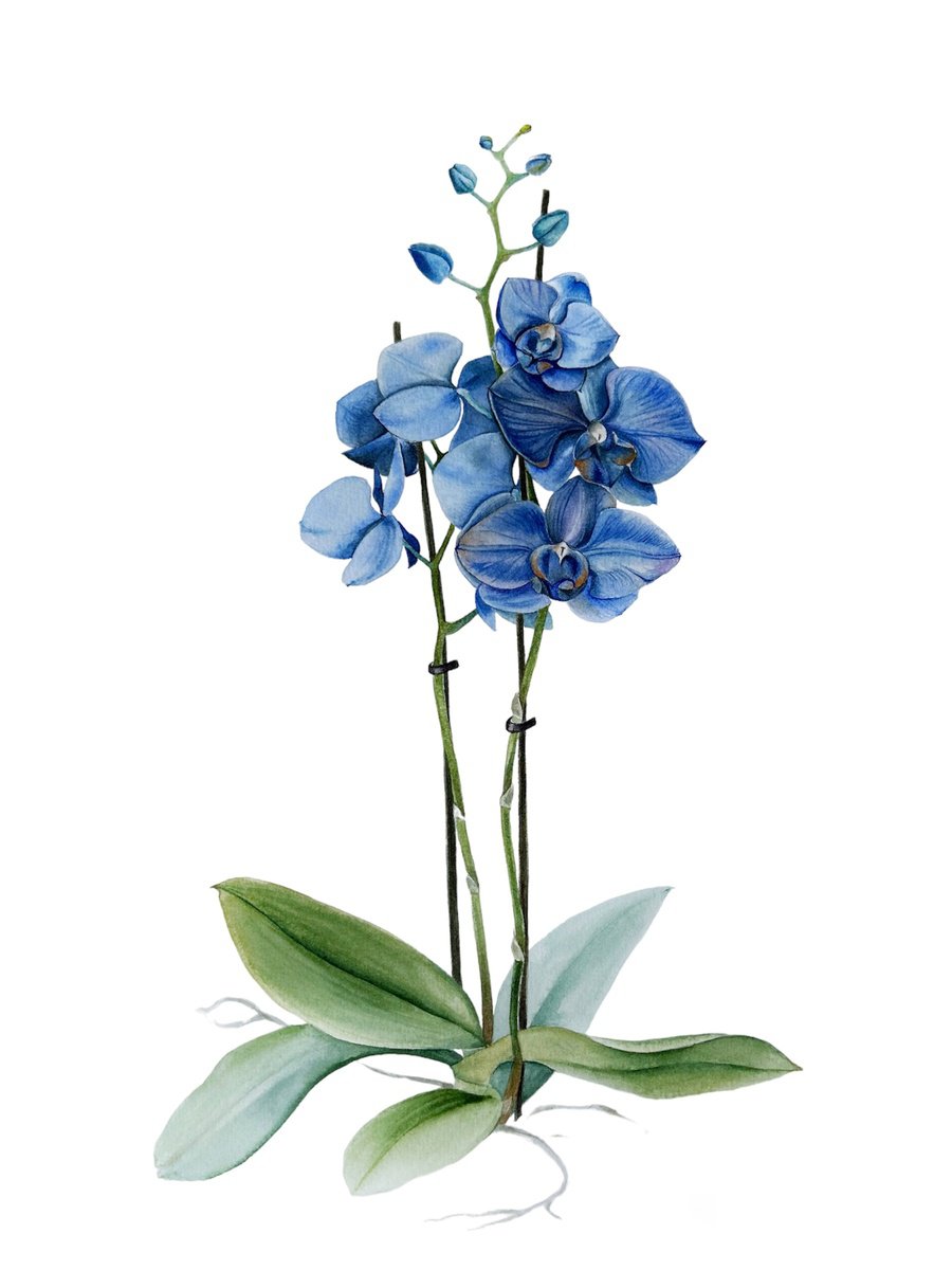 Blue orchid by Julia Gorislavska