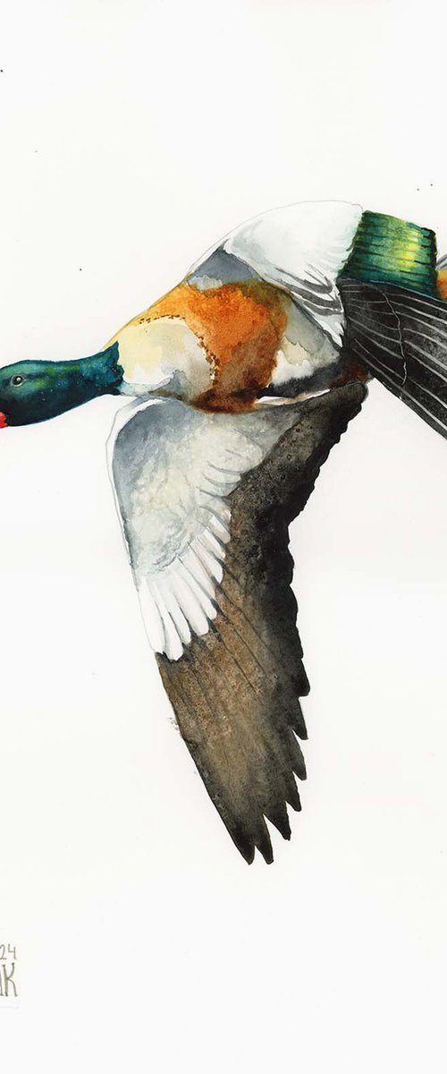 Common shelduck by Karolina Kijak