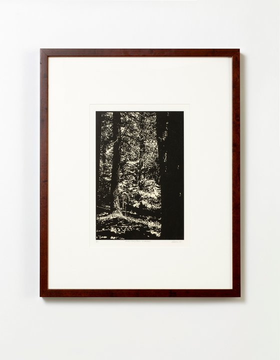 RISING WOODS/PECOS WILDERNESS