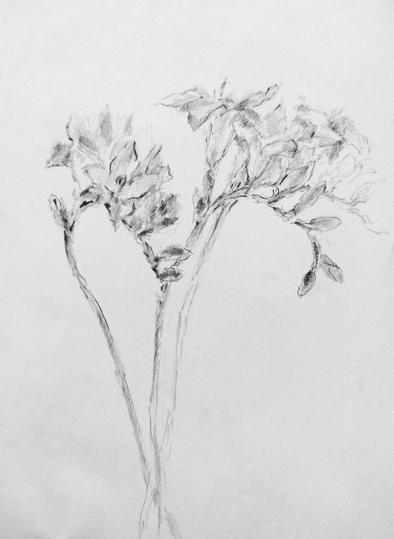 Freesias #5. Original pencil drawing.