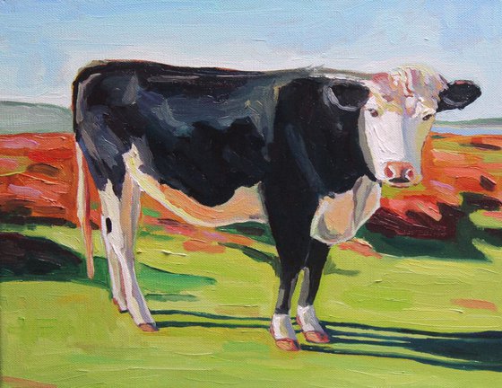 Cefn Bryn Cow