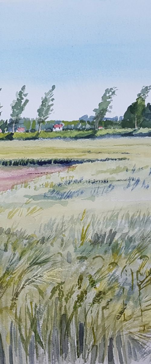Wheat field, Zeeland by Morag Paul
