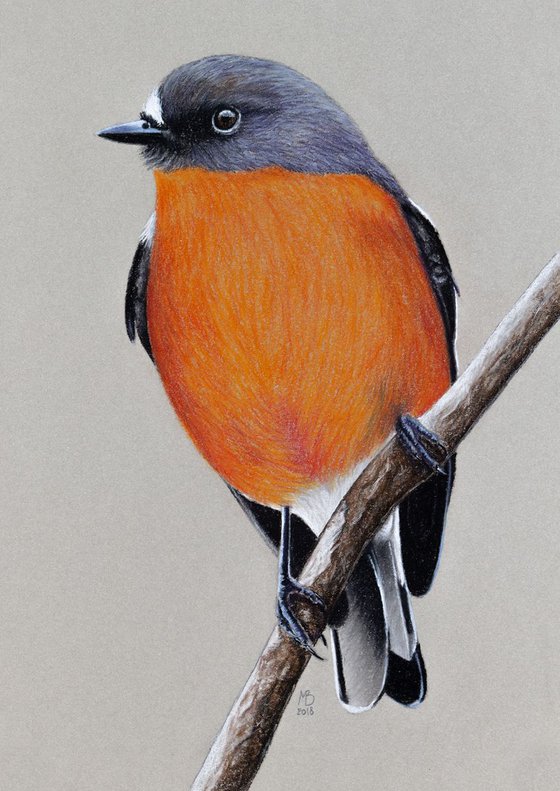 Original pastel drawing "Flame robin"