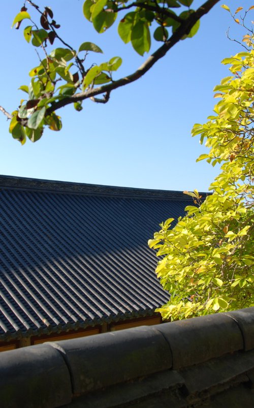 Where the Roofline Meets the Leaves by sangwon jeon