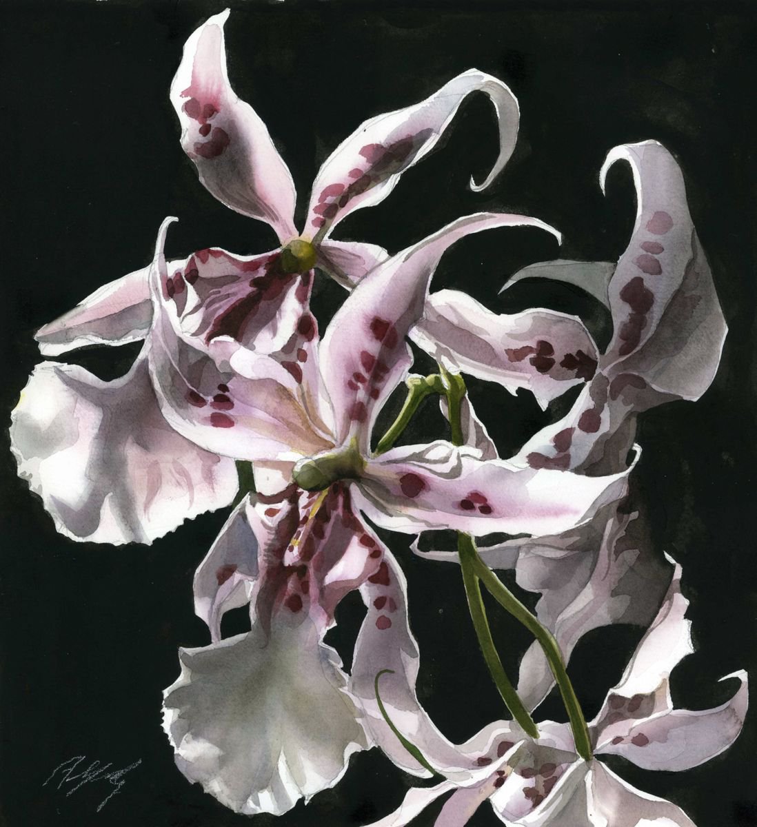 dancing lady ( oncidium orchid) by Alfred Ng