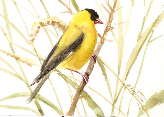 American goldfinch