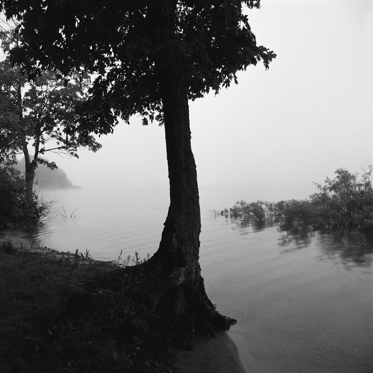 Tree In Fog 02 by Jason Robert Jones