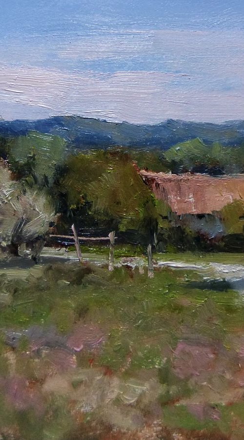 Olive Trees near St Auban by Pascal Giroud