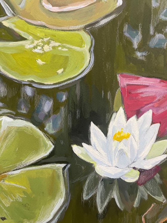 Pond lily