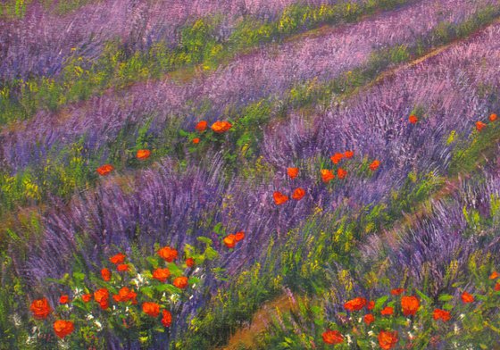 Lavender field  Provence