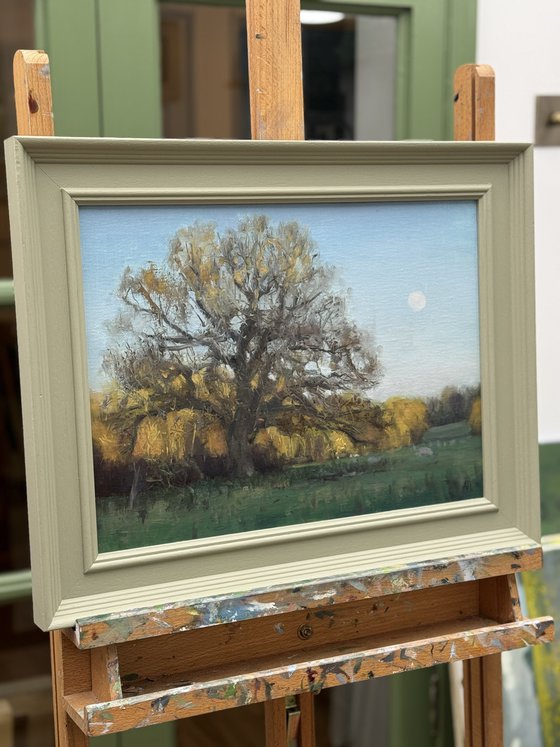 Moonrise over the Old Oak
