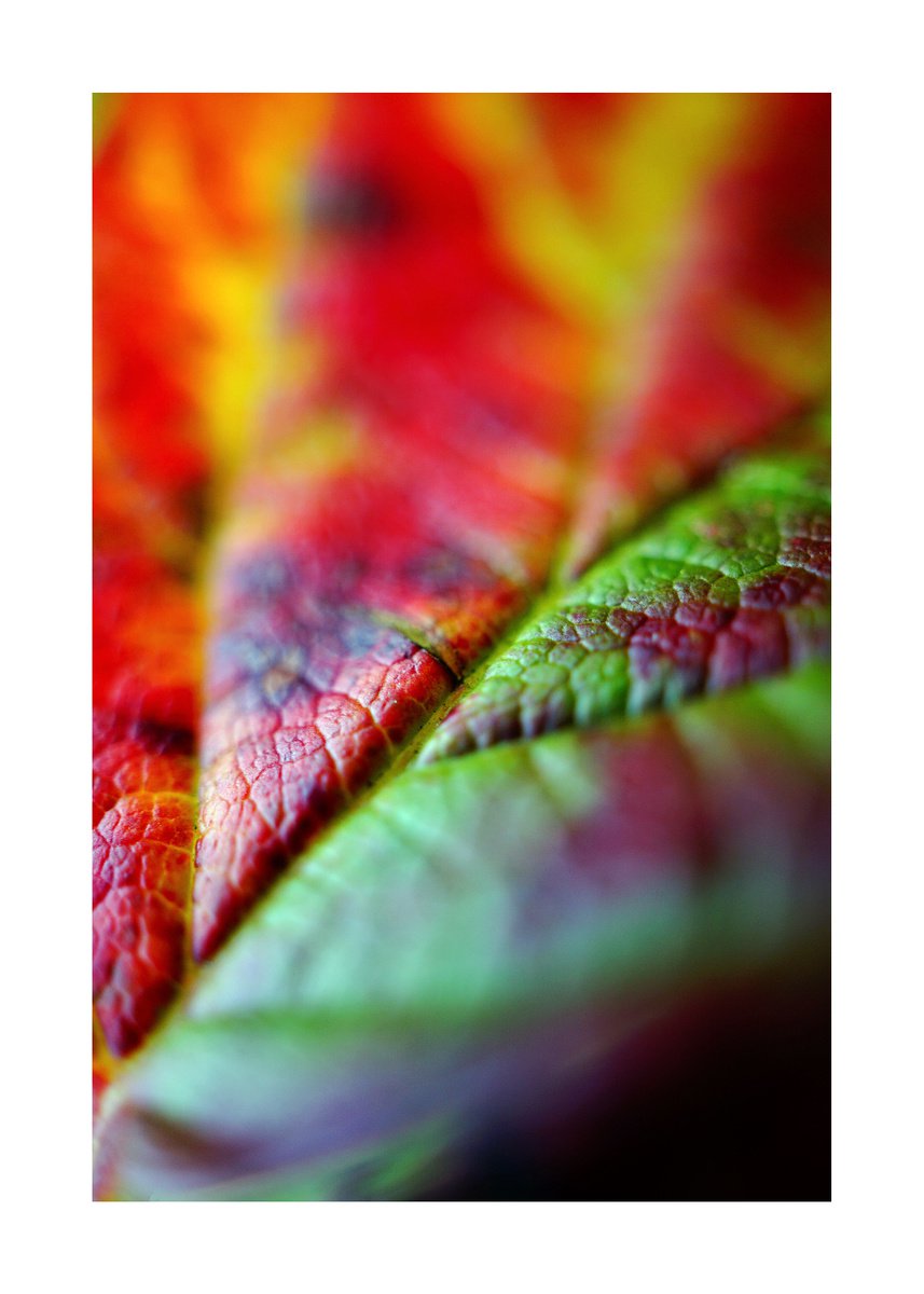 Abstract Leafs 08 (LIMITED EDITION OF 15) by Richard Vloemans