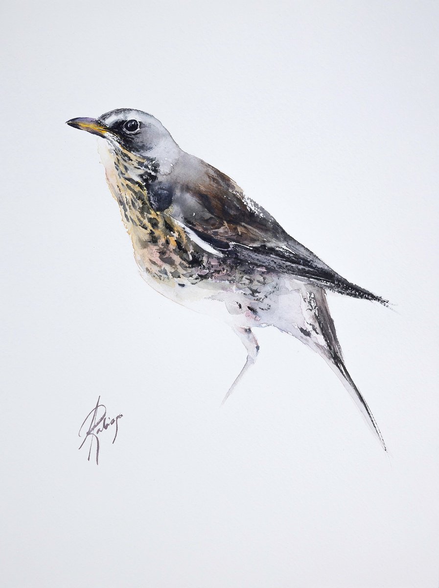 Fieldfare 2 by Andrzej Rabiega